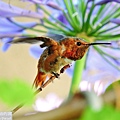 蜂鳥 hummingbird (103).JPG