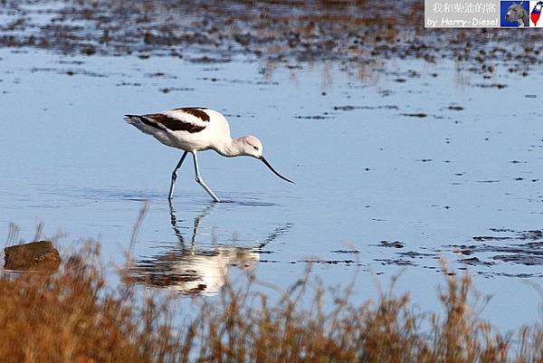 American Avocet 美洲反嘴鹬 (12).JPG