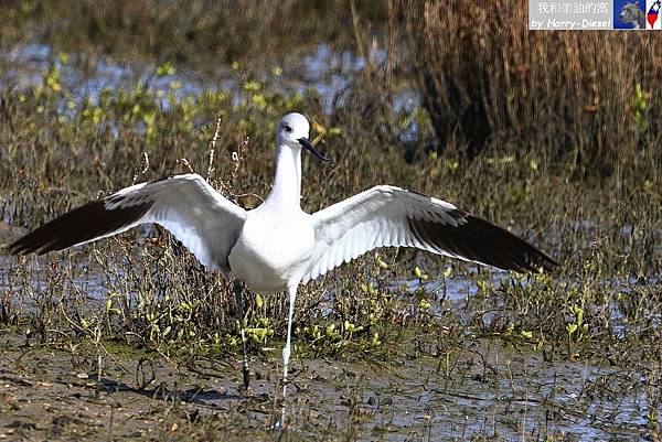 American Avocet 美洲反嘴鹬 (17).JPG