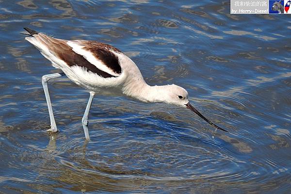 American Avocet 美洲反嘴鹬 (23).JPG