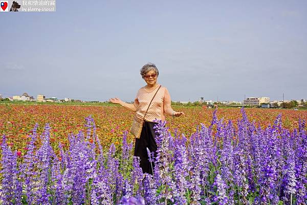 台南 學甲 蜀葵花 (11).JPG