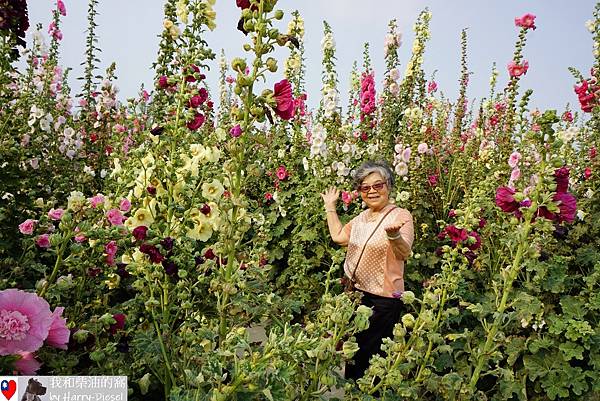 台南 學甲 蜀葵花 (10).JPG