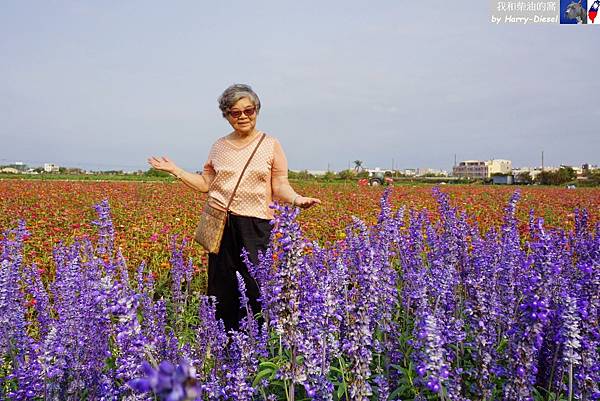 台南 學甲 蜀葵花 (24).JPG