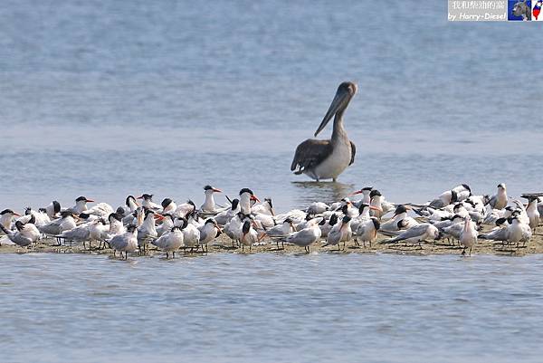 2023 麗色鳳頭燕鷗 elegant tern (9).JPG