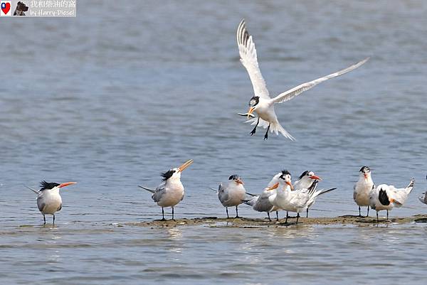 2023 麗色鳳頭燕鷗 elegant tern (22).JPG