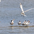 2023 麗色鳳頭燕鷗 elegant tern (22).JPG