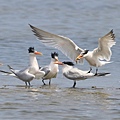 2023 麗色鳳頭燕鷗 elegant tern (24).JPG