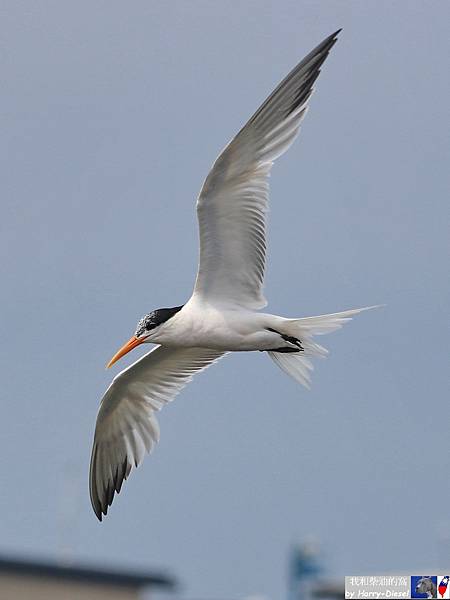 2023 麗色鳳頭燕鷗 elegant tern (25).JPG