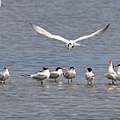 2023 麗色鳳頭燕鷗 elegant tern (20).JPG