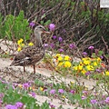 赤膀鴨 gadwall (19).jpg