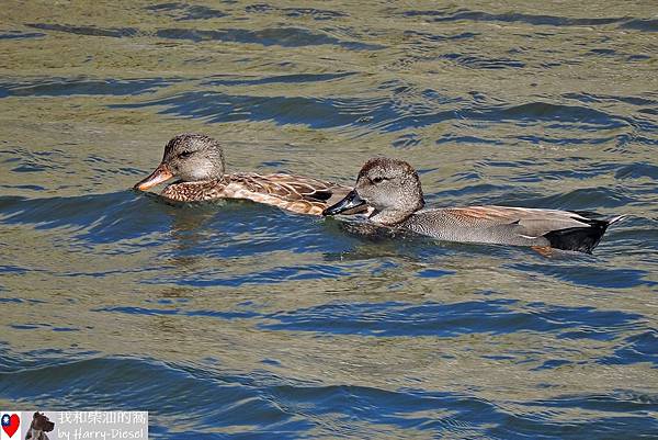 赤膀鴨 gadwall (18).JPG