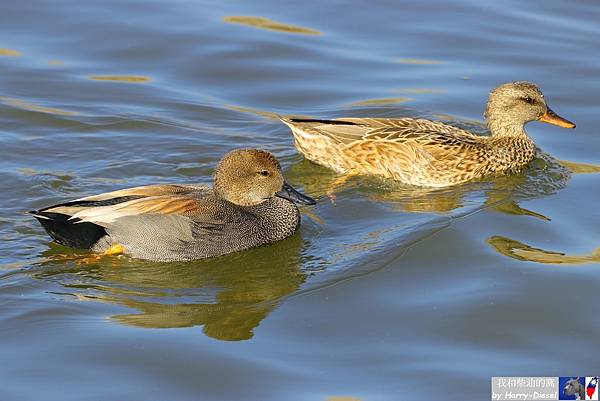 赤膀鴨 gadwall (3).JPG