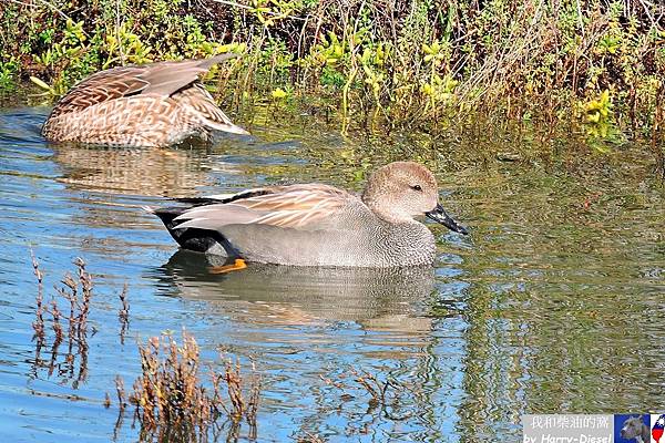 赤膀鴨 gadwall (10).JPG