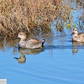 赤膀鴨 gadwall (12).JPG