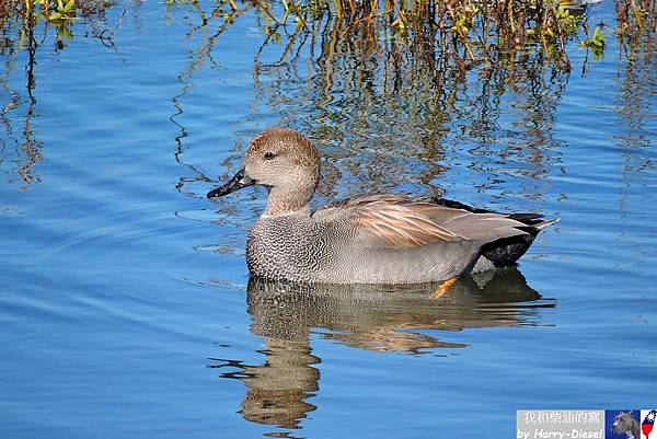 赤膀鴨 gadwall (14).JPG