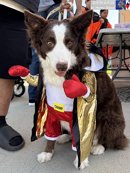 萬聖節狗遊行 2025 (5).JPG