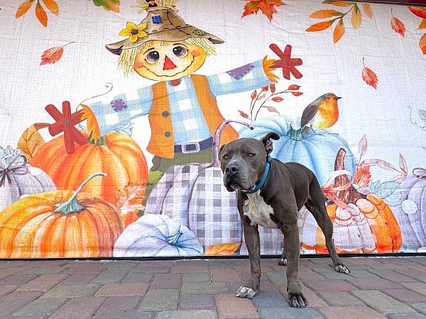 芋頭太郎 2025 (32).JPG