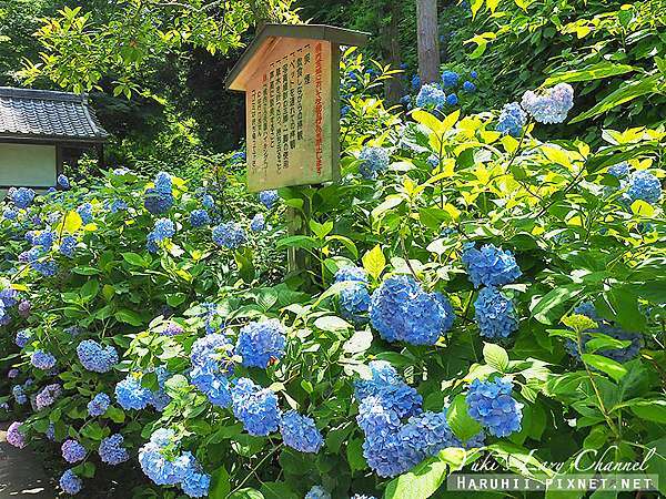 鎌倉 明月院 紫陽花寺 鎌倉賞繡球花必訪名所 Yuki S Lazy Channel 痞客邦 鎌倉 明月院 紫陽花寺 鎌倉賞繡球花必訪名所 Yuki S Lazy Channel 痞客邦
