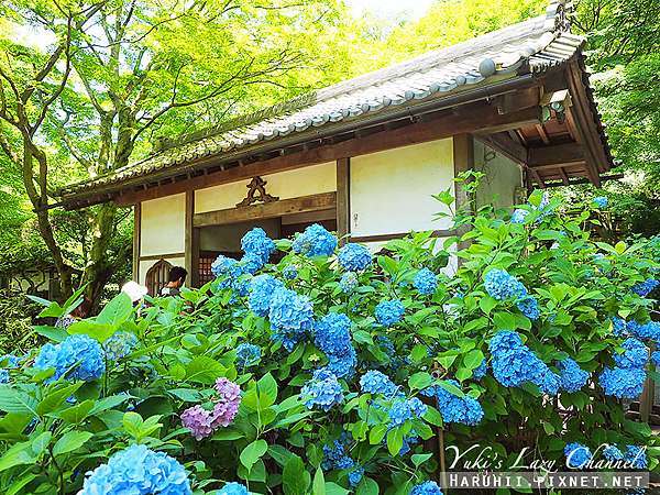 鎌倉 明月院 紫陽花寺 鎌倉賞繡球花必訪名所 Yuki S Lazy Channel 痞客邦 鎌倉 明月院 紫陽花寺 鎌倉賞繡球花必訪名所 Yuki S Lazy Channel 痞客邦