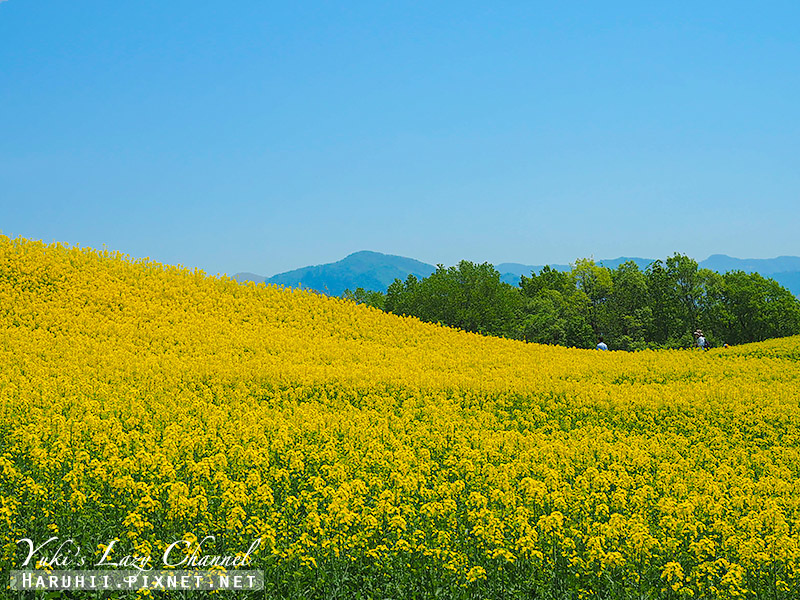 三之倉高原花田.jpg 三之倉高原花田.jpg