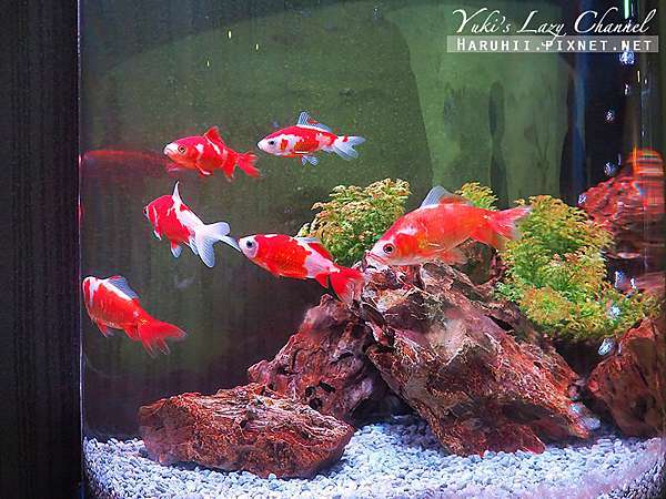 奈良親子景點 M Nara百貨ミ ナーラ 好拍金魚博物館kingyo Museum 好玩忍者體驗小鎮ninja Town 奈良祭都祭典街 Yuki S Lazy Channel 痞客邦 奈良親子景點 M Nara百貨ミ ナーラ 好拍金魚博物館kingyo Museum 好玩忍者體驗小鎮ninja Town 奈良祭都祭典街 Yuki S Lazy Channel 痞客邦