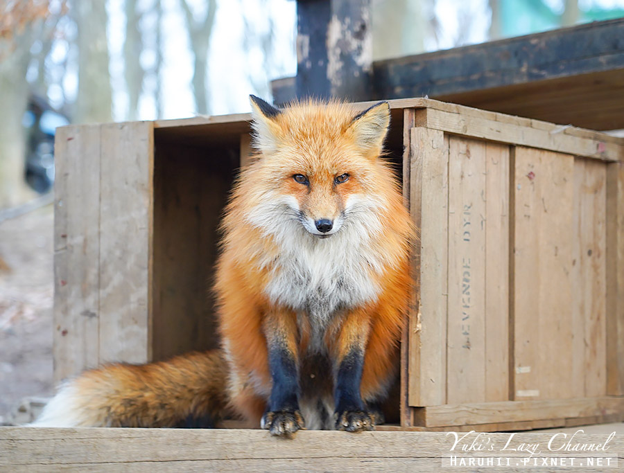 [遊記] 宮城藏王狐狸村：超過一百隻狐狸特色景點