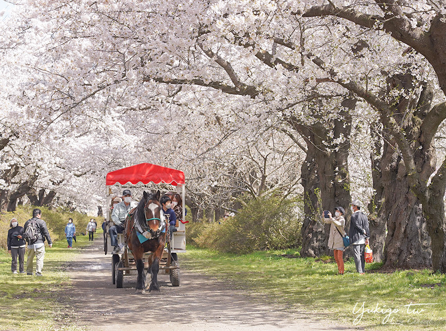 [遊記] 岩手 北上展勝地 今日花況/資訊分享