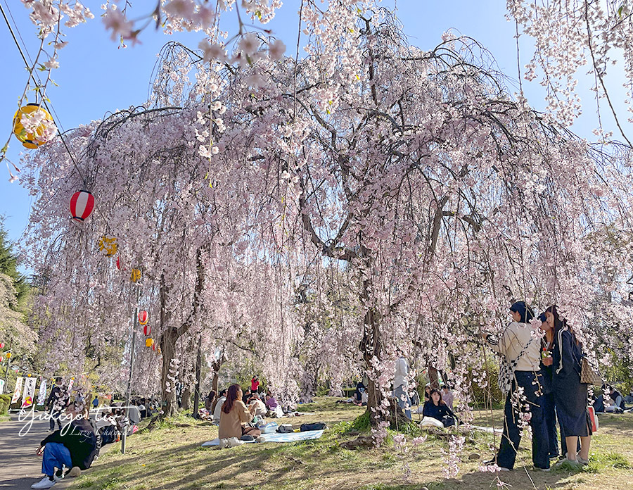 [遊記] 仙台 榴岡公園:仙台市區賞櫻景點(枝垂櫻