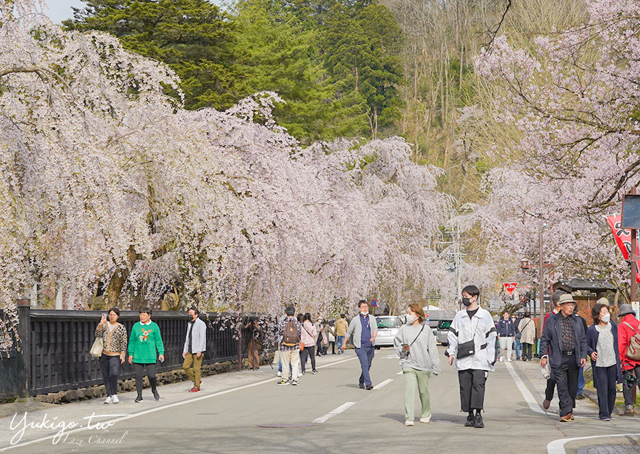 [遊記] 秋田 角館賞櫻 武家屋敷、檜木內川堤