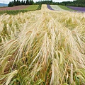 富良野　ファーム富田