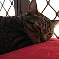 悠閒的下午，躺在柔軟的抱枕上，舒舒服服睡上一覺，真是貓間一大享受阿