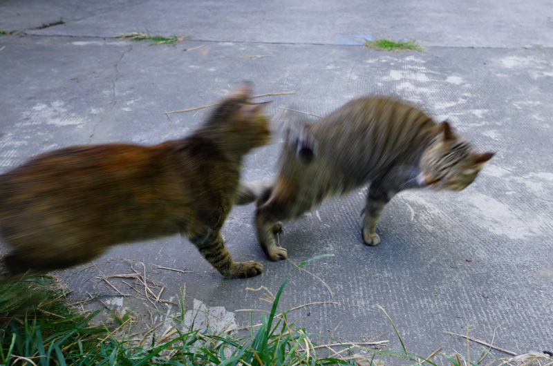 DSC06509.jpg DSC06509.jpg