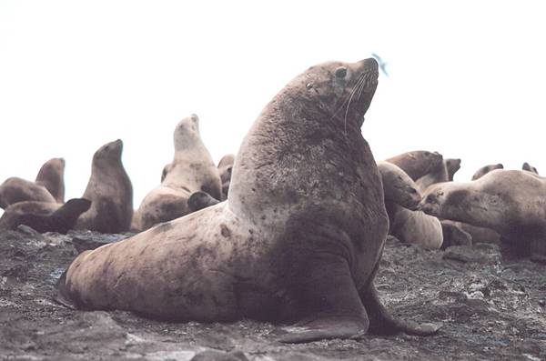 Steller_sea_lion_bull.jpg