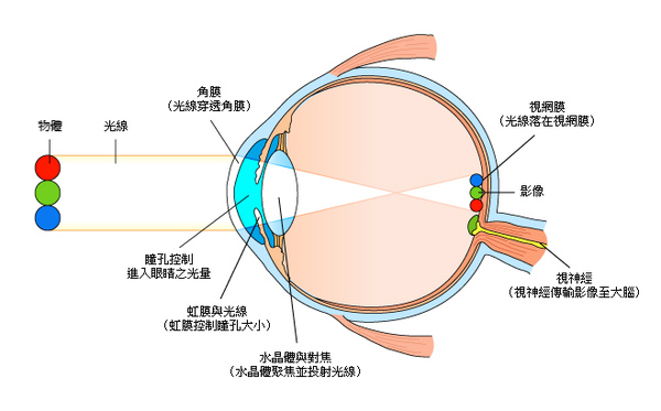 眼睛成像說明