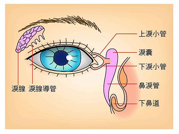 哈佛眼科_40_淚液.jpg