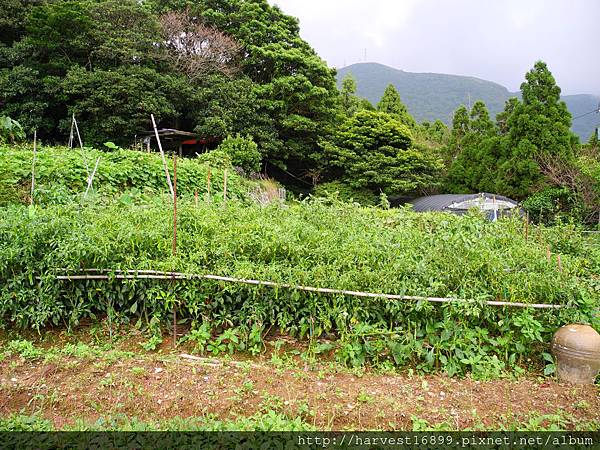 陽明山野菜屋