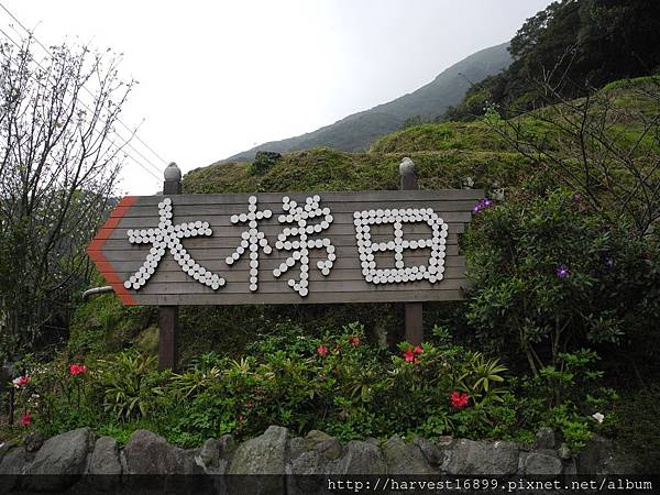 2015-3-16竹子湖採海芋