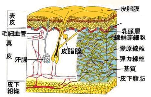 皮膚構造圖4