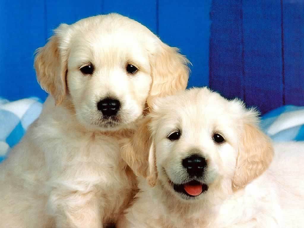 Puppies-3-dogs-1993812-1024-768.jpg