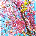 武陵櫻花季~宜蘭旅遊