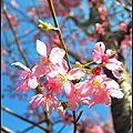 武陵櫻花季~宜蘭旅遊