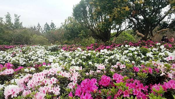 2021大安森林公園 繡球花_210226_10.jpg