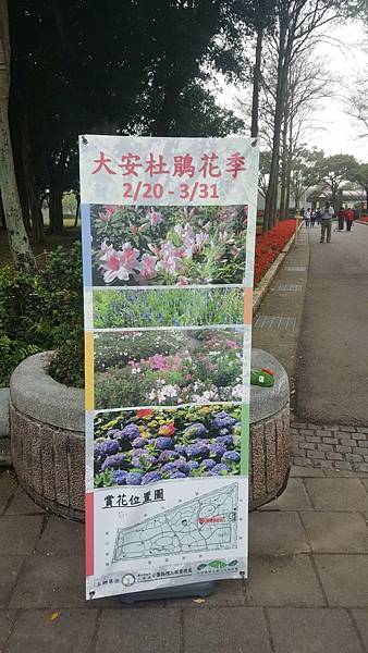 2021大安森林公園 繡球花_210226_43.jpg