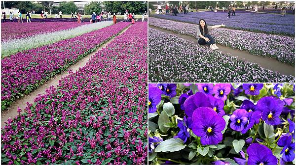台北中正 紫色花海 台電大樓站 古亭河濱公園 美到不行的紫色漸層花海 秒帶你飛往法國普羅旺斯的薰衣草田 台北中正 紫色花海 台電大樓站 古亭河濱公園 美到不行的紫色漸層花海 秒帶你飛往法國普羅旺斯的薰衣草田