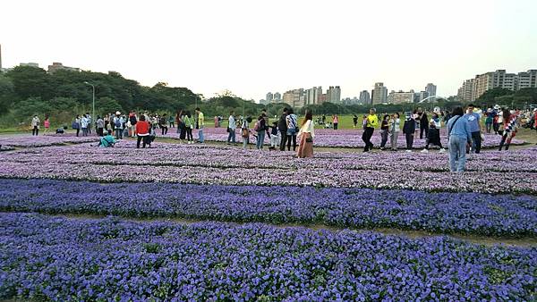 古亭河濱公園_紫色花海 (1).jpg