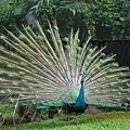 peacock