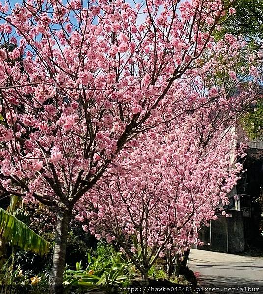 櫻花仙境