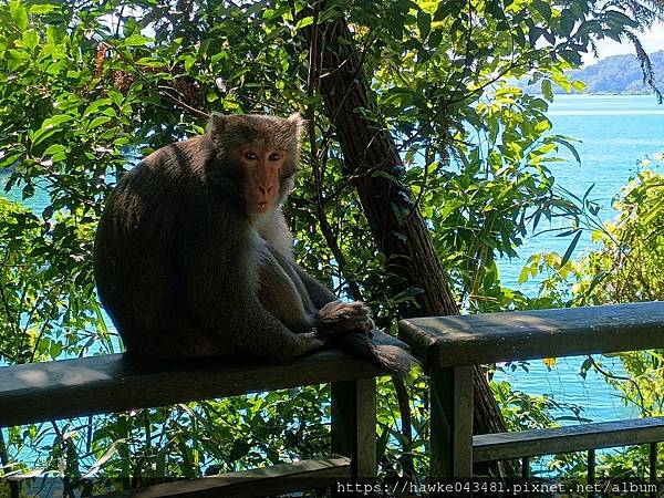 日月不老 2/2(親手窯、九九峰、橄欖之約)