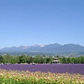 富田農場薰衣草-2