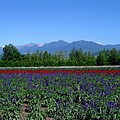 富田農場-4